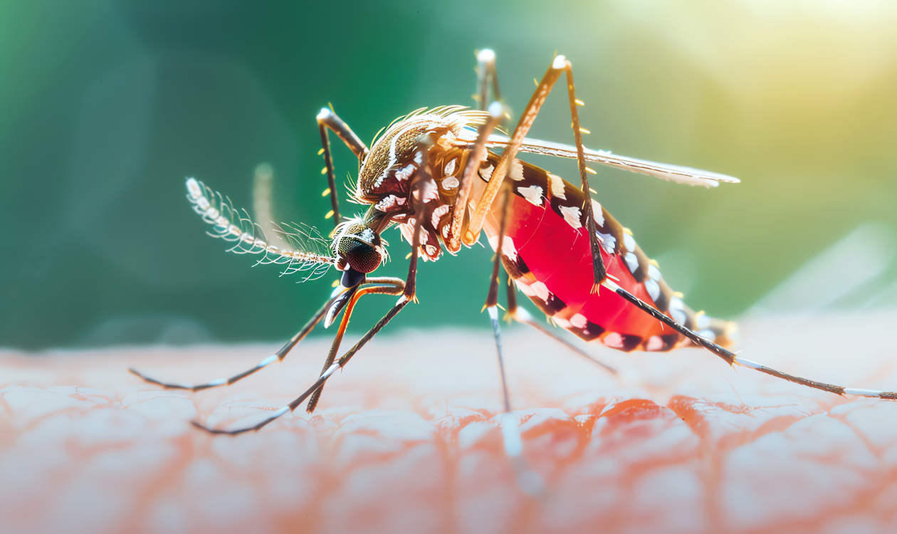 Разрешиха първата по рода си ваксина срещу вируса Чикунгуня